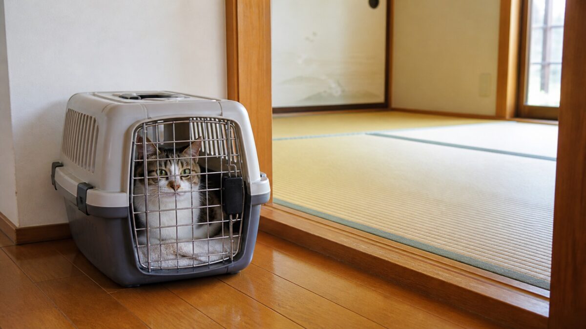 猫が安全なキャリーで待つ畳替え当日の和室