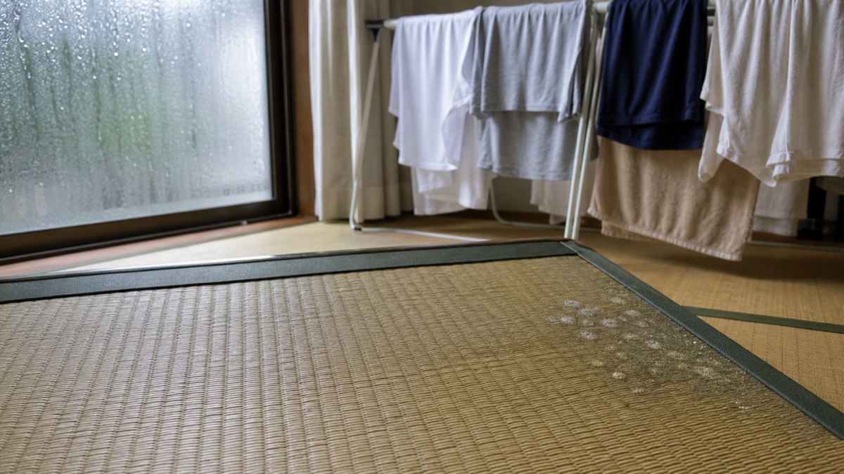 湿気でカビが生えた畳を点検する様子