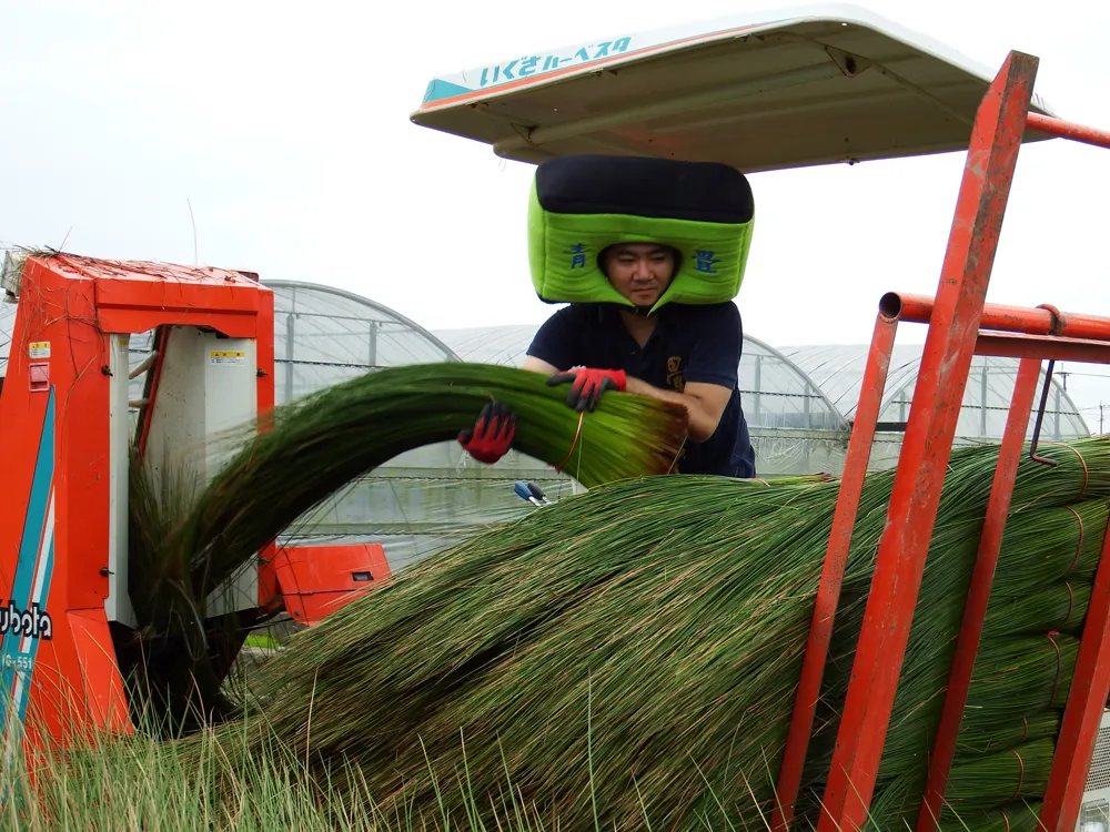 い草の収穫風景