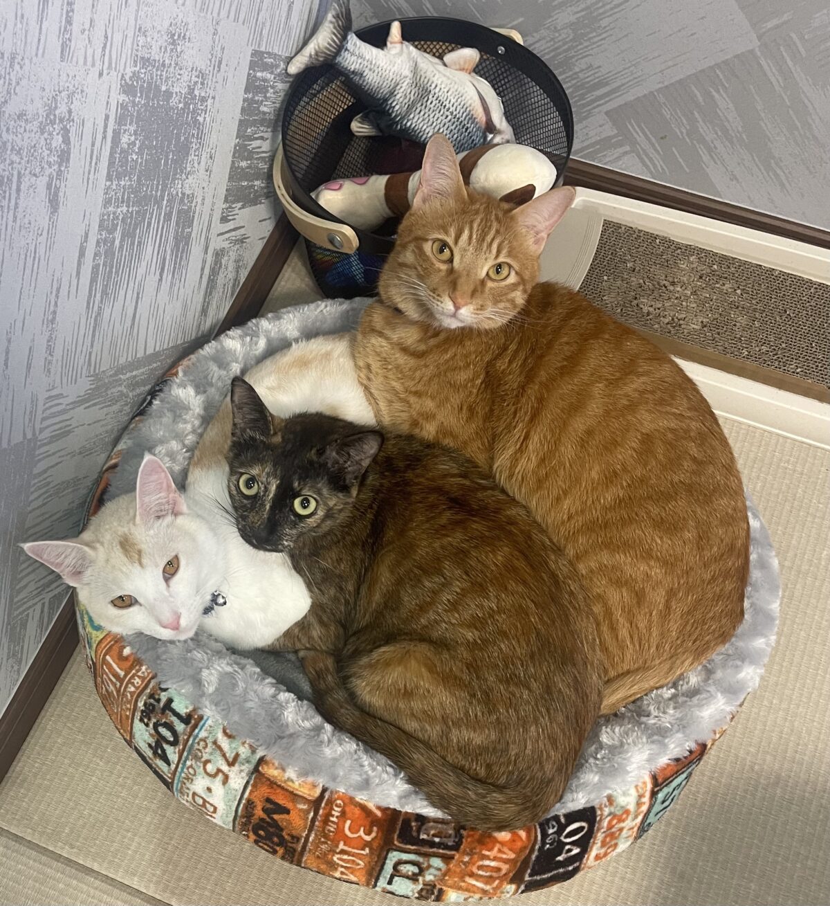 自宅の畳の部屋で一緒に休む六代目の猫たち