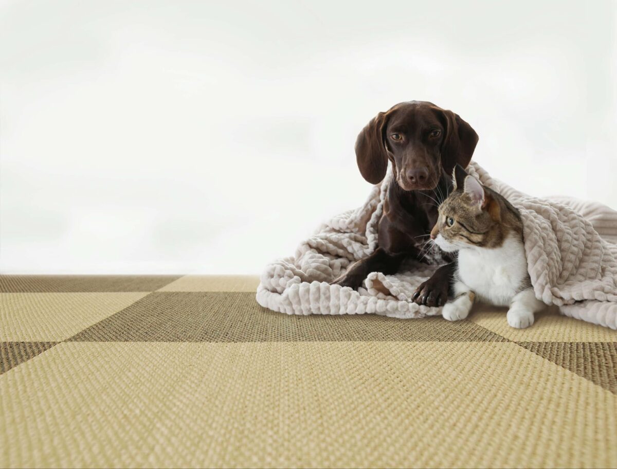 ベージュ系の織物床タイルの上でくつろぐ犬と猫