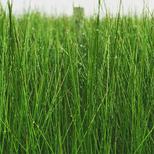 佐賀のい草畑の様子